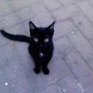 Superstitii cu si despre pisica neagra