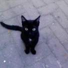 Superstitii cu si despre pisica neagra