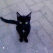 Superstitii cu si despre pisica neagra