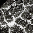 INTELIGENȚA COPACILOR: Fenomenul 'Coroanelor Timide' - copacii care refuză să se atingă unii pe alții 