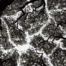 INTELIGENȚA COPACILOR: Fenomenul 'Coroanelor Timide' - copacii care refuză să se atingă unii pe alții 