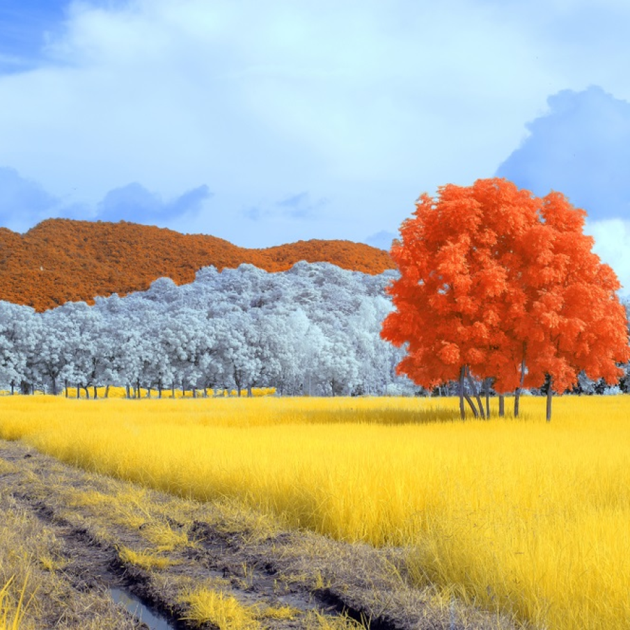 Terra sau altă planetă? 