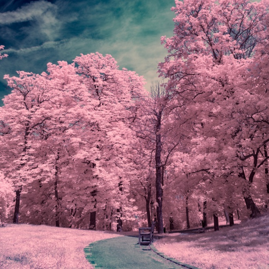 Fotografie IR ce surprinde parcul din jurul castelului Spilberk