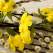 Sâmbăta lui Lazăr: Tradiții și obiceiuri, ce să (NU) Faci de Moșii de Florii!
