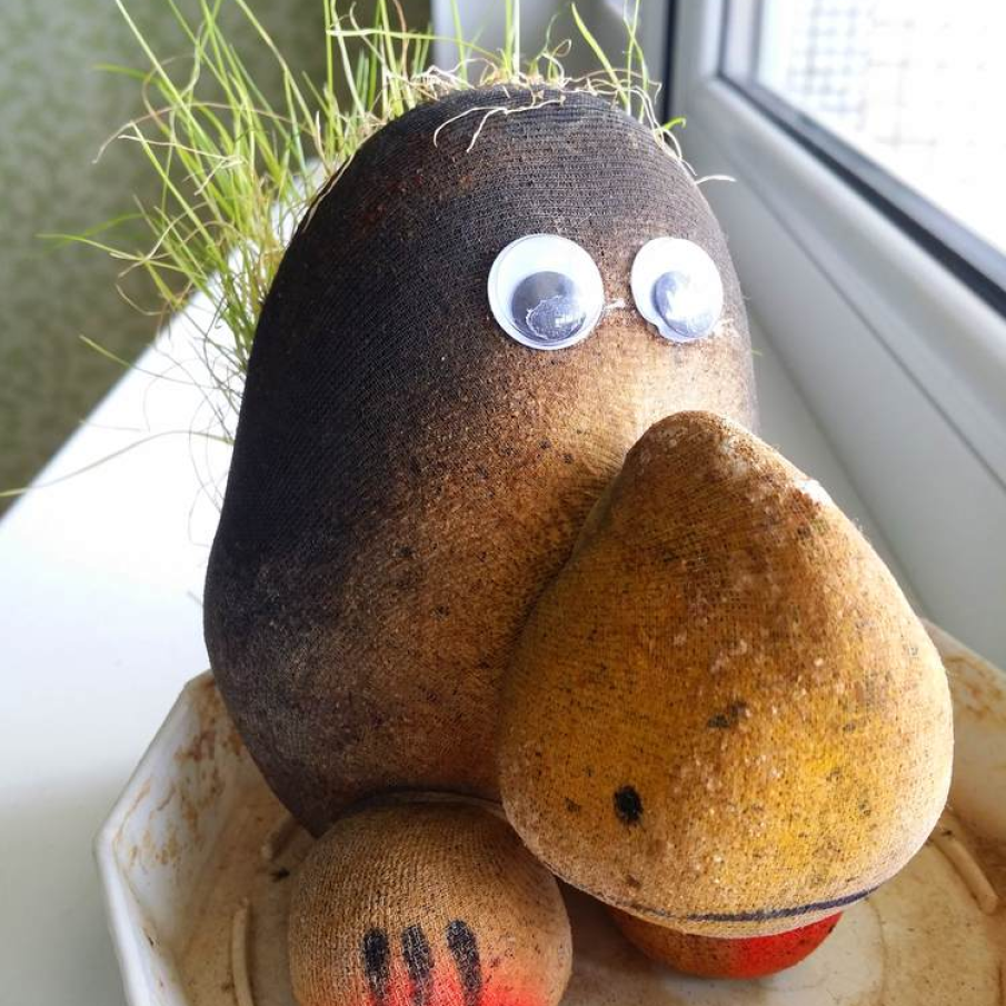 Cartofiorii privesc gales pe fereastra 