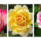 Top 10 cei mai celebri trandafiri din lume