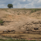 România are nevoie urgent de o Barieră Verde și de păduri