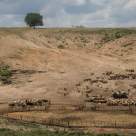 România are nevoie urgent de o Barieră Verde și de păduri