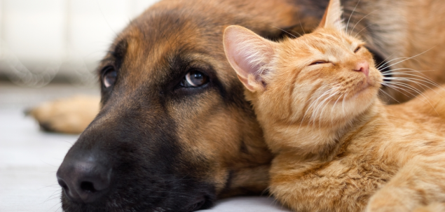 Daca un animalut are nevoie de ajutorul tau, cum procedezi?