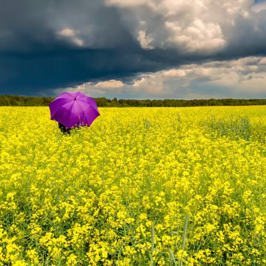 Imagini de vis cu cele mai frumoase lanuri de rapiță - galbenul absolut al lunilor aprilie/mai!
