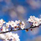 Cele mai frumoase citate despre primăvară, dragoste și viață: îți fac sufletul să înflorească și să creadă în noi începuturi  