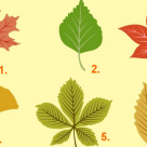 Test de personalitate: Alege o frunza de toamna si noi o sa-ti spunem lucrurile nespuse despre tine :) 
