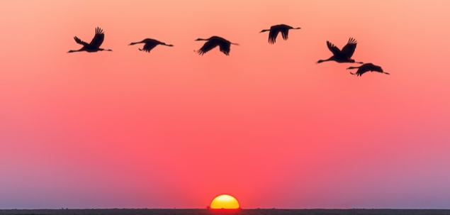 Alege o pasare sacra.