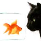 Senzatia de foame in timpul dietelor