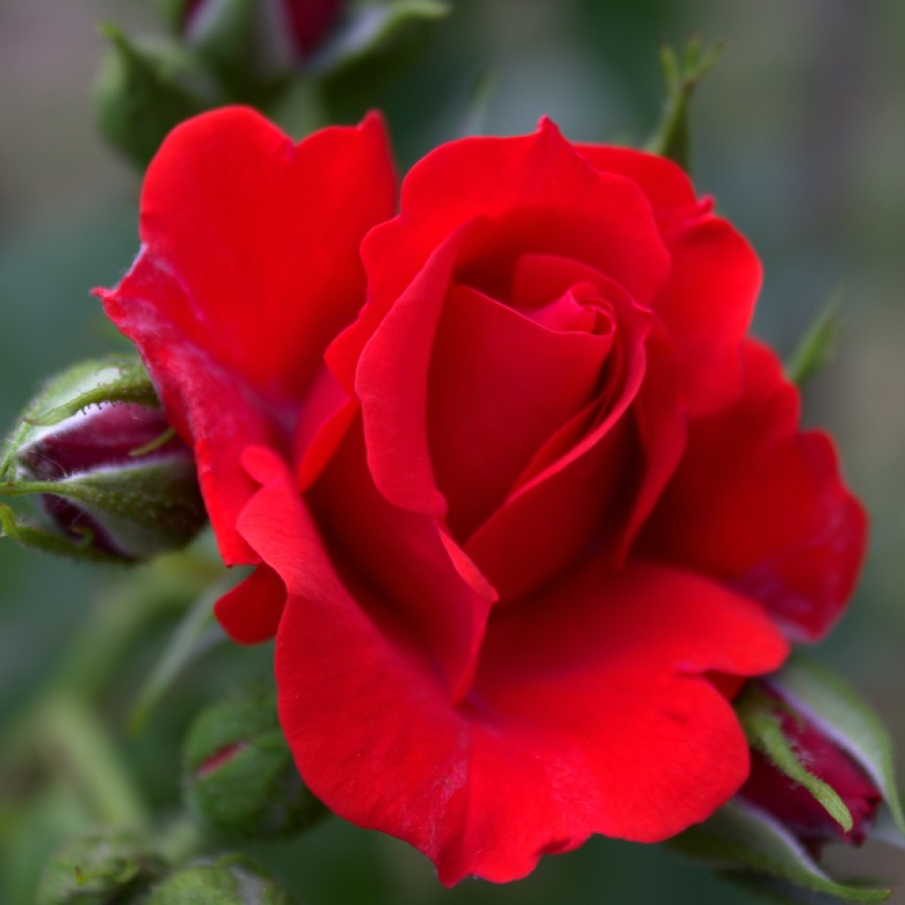 Prima grădină cu trandafiri... 