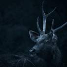 Horoscop DE BASM - Afla ce animal esti in Zodiacul celtic!