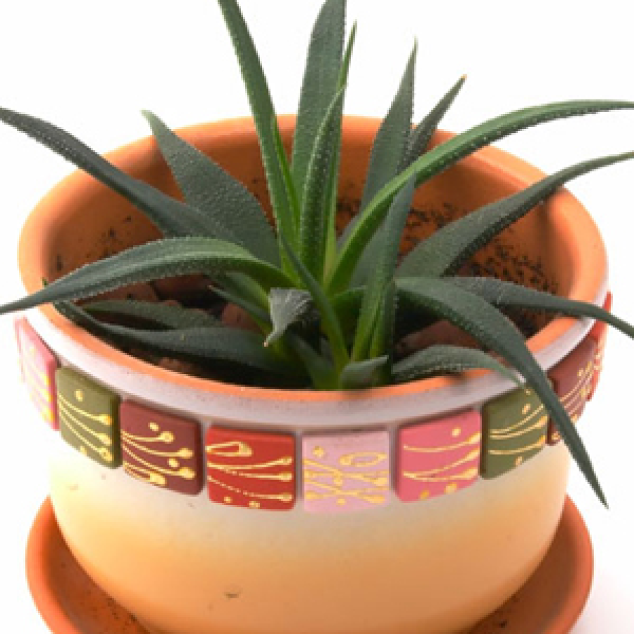 Aloe Vera (Aloe barbadensis)
