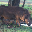 Federației Coaliția Natura 2000: Alertă ecologică - Guvernul face o greșeală imensă
