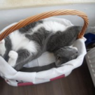 Top 10 cele mai haioase pisici din Concursul Gourmet + Pisicile Redactiei