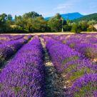 Campuri cu lavanda: 13 imagini care iti taie respiratia