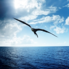 Picatura de Zen si Dragoste 