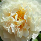 Cum putem proteja florile din grădină de căldurile extreme