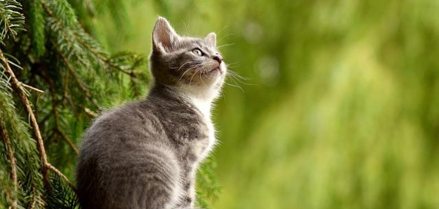 Care este animalul tau preferat?