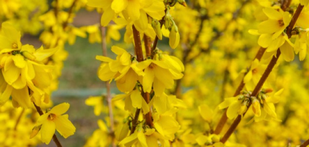 Cum se numeste acest arbust de primavara?