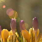 În această primăvară, umple-ți inima cu bucurie și zâmbete sincere