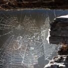 Pânza de păianjen: Poate că Dumnezeu nu îți da întotdeauna ceea ce ceri, ci ceea ce ai nevoie