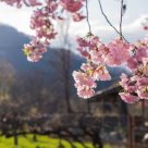 11 Martie 2020. Era primăvară în Italia.