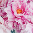 Bujorii - sub povara frumusetii 