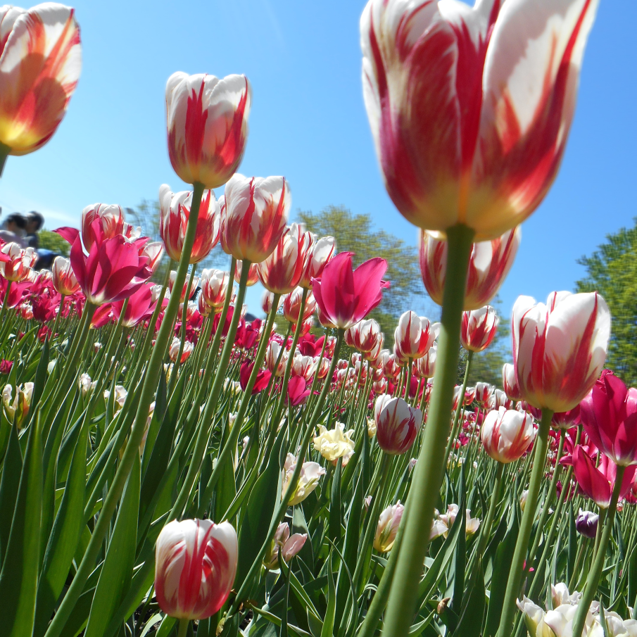 Lalele - tulpini și flori