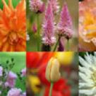 Tratamente naturiste pentru boli ginecologice