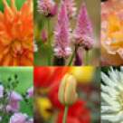 Tratamente naturiste pentru boli ginecologice