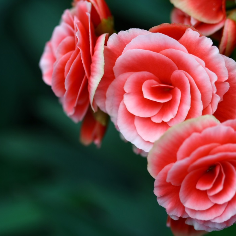 Trandafirul matusalemic