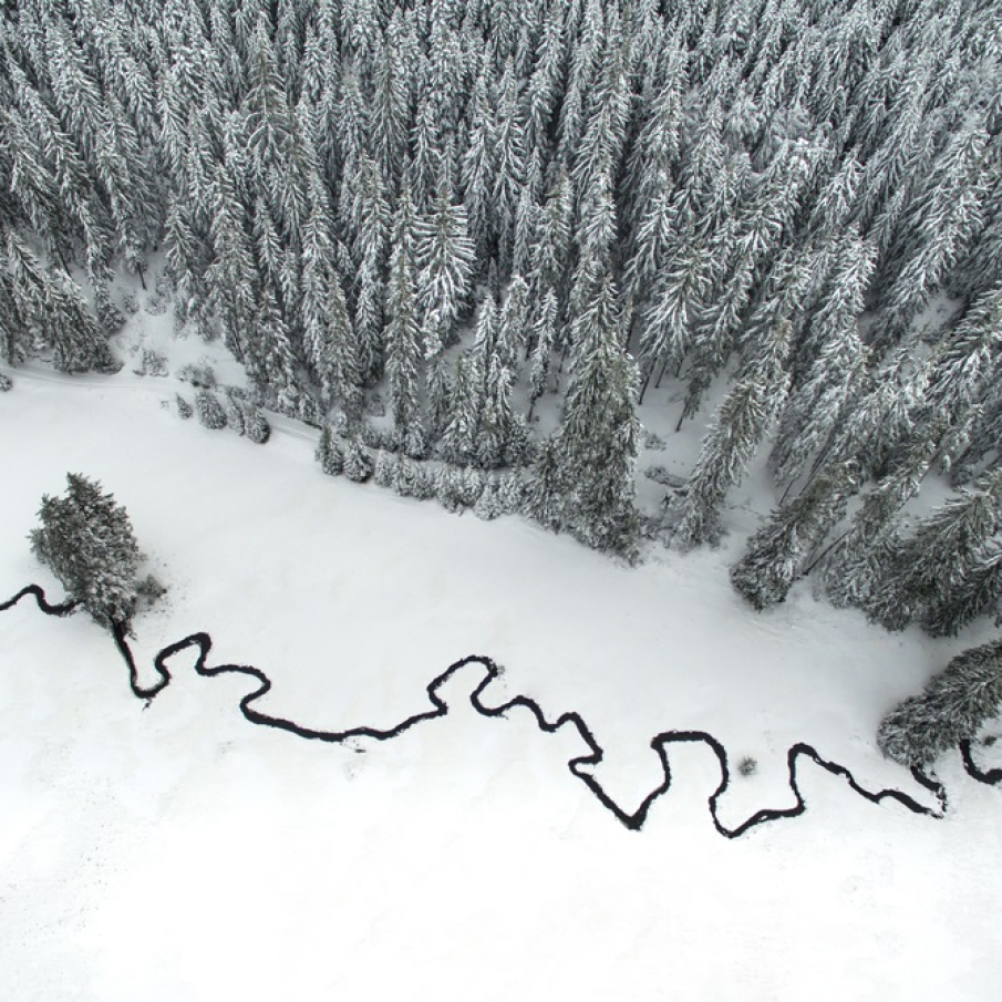 Pădurea nesfârșită și pârâul șerpuitor 