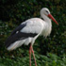 Vreau sa fiu mamica!