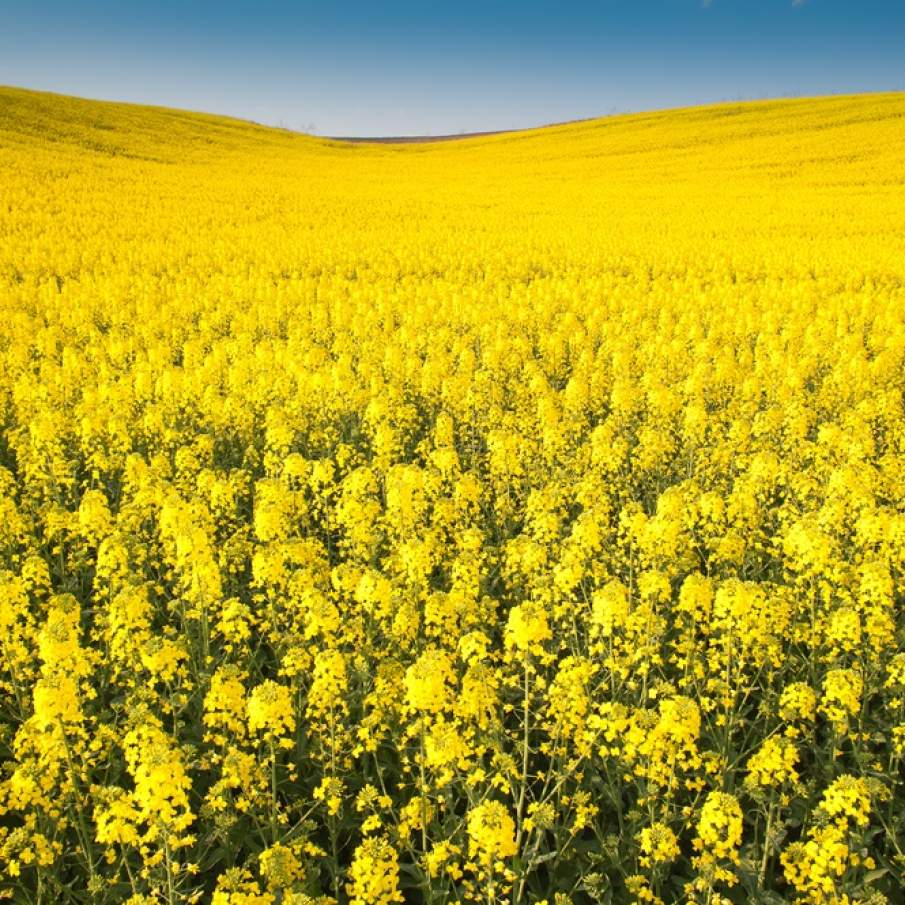 Imagini de vis cu cele mai frumoase lanuri de rapiță - galbenul absolut al lunilor aprilie/mai!