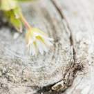 Perfect de imperfect. Iubirea Wabi Sabi