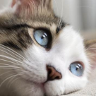 7 probleme de sănătate întâlnite adesea la pisici. Cum recunoști primele semne