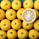 Yuzu, fructul exotic apreciat de japonezi pentru noroc, aromă și paleta largă de beneficii