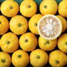 Yuzu, fructul exotic apreciat de japonezi pentru noroc, aromă și paleta largă de beneficii