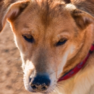 Sondaj pe Facebook Garbo.ro: Esti pentru eutanasierea cainilor fara stapan sau impotriva?