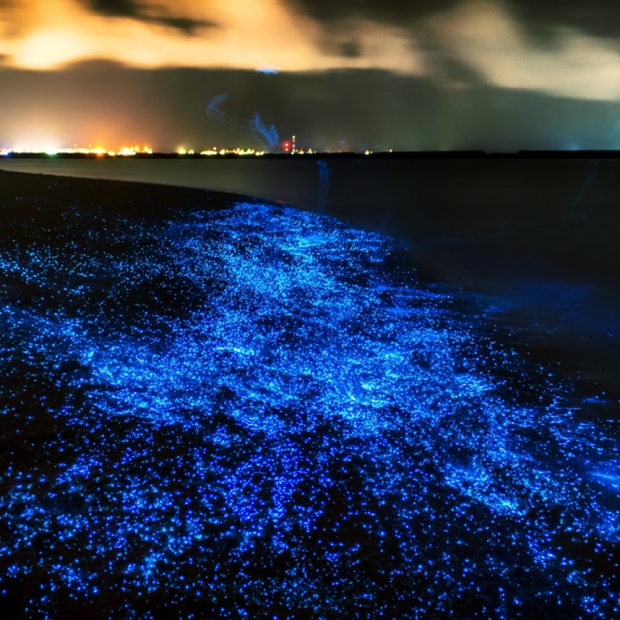 Plajă cu particule strălucitoare în Maldive 