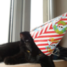 Zambiti, va rog! Avem animalute.