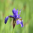 Iris – Floarea Mesajelor Divine și a Podului dintre Lumi. O legendă uitată despre curaj, mister și chemare interioară