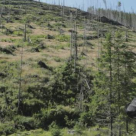 Lemn - filmul care vorbește despre tăierile ilegale de păduri din România