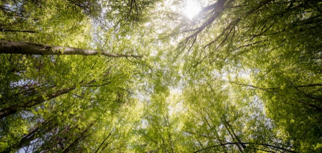 Se pare ca are nevoie de ajutor. O iei cu tine sau o lasi in padure?
