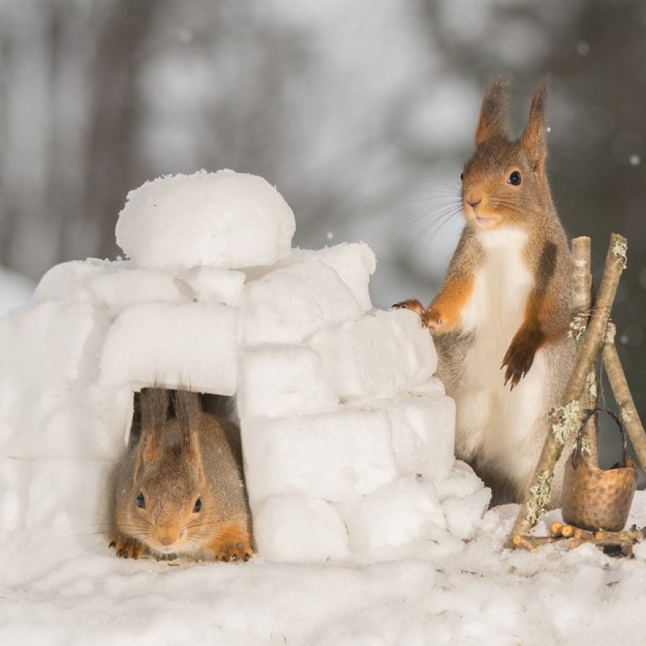 Adapost in iglu: Supravietuim si ne incalzim (Veverite rosii)